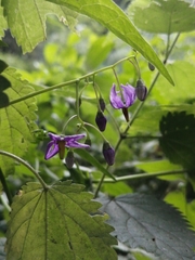 Solanum dulcamara