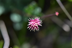 Thalictrum rubescens