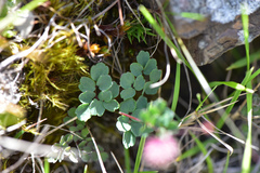 Thalictrum rubescens