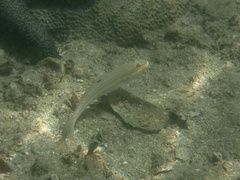 Valenciennea muralis