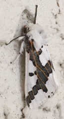 Euerythra phasma