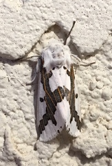 Euerythra phasma