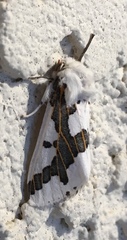 Euerythra phasma