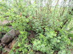 Phyllanthus reticulatus