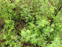 Phyllanthus reticulatus