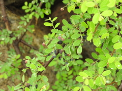 Phyllanthus reticulatus