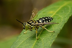 Stictia