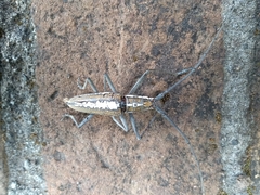 Neoptychodes trilineatus