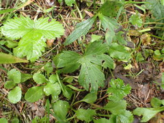 Ranunculus tuberosus