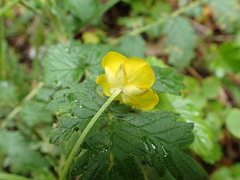 Ranunculus tuberosus