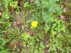 Ranunculus tuberosus