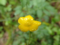 Ranunculus tuberosus