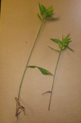 Dichanthelium ravenelii