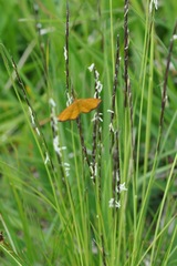 Idaea flaveolaria