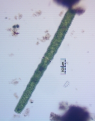 Pleurotaenium nodulosum