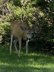 Odocoileus hemionus