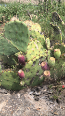 Opuntia