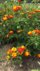 Lantana