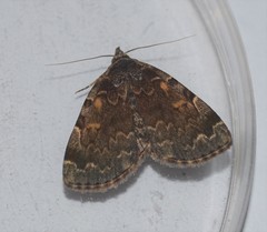 Idia majoralis