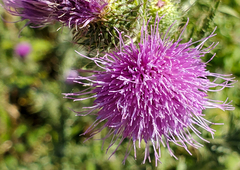 Carduus acanthoides