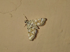 Elophila scitalis