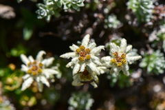 Leontopodium microphyllum