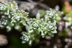 Leontopodium microphyllum