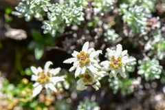 Leontopodium microphyllum