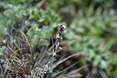 Artemisia kawakamii