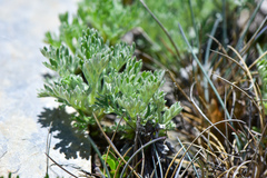 Artemisia kawakamii