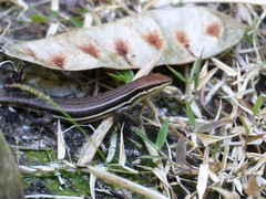 Trachylepis gravenhorstii