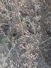 Scrophularia rubricaulis