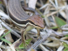 Trachylepis gravenhorstii