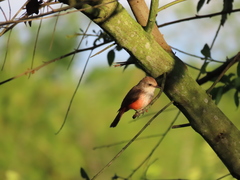 Pyrocephalus rubinus piurae