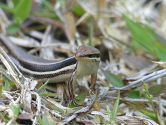 Trachylepis gravenhorstii