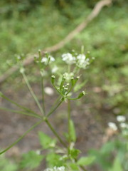 Anthriscus nitida