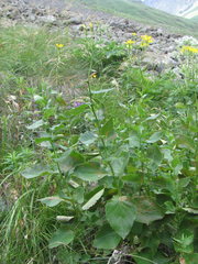 Caucasalia parviflora