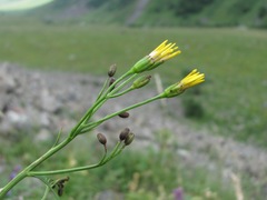 Caucasalia parviflora