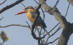 Pelargopsis capensis capensis