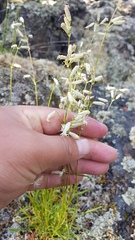 Silene chamarensis