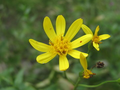 Caucasalia parviflora