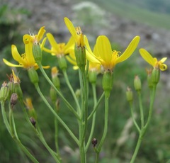 Caucasalia parviflora