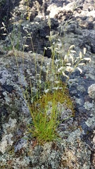Silene chamarensis