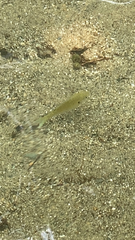 Centrarchiformes