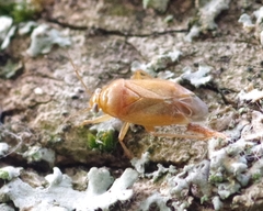 Apolygus rhamnicola