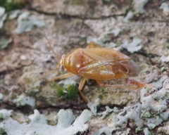 Apolygus rhamnicola