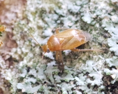 Apolygus rhamnicola