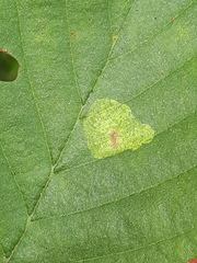 Phyllonorycter stettinensis