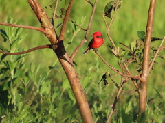 Pyrocephalus rubinus piurae