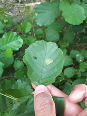 Phyllonorycter stettinensis